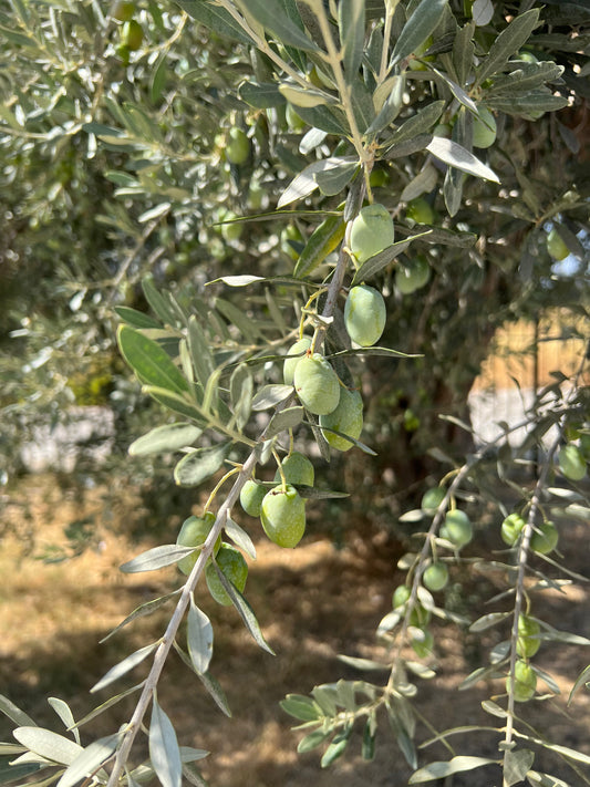 Frøolje vs. EVOO